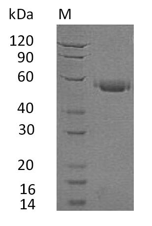 Recombinant Human Tumor necrosis factor receptor superfamily member 5(CD40),partial (Active)