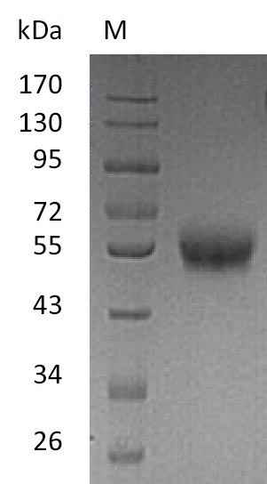 Recombinant Human Tumor necrosis factor receptor superfamily member 9(TNFRSF9),partial (Active)