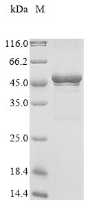 Recombinant Human UDP-GlcNAc:betaGal beta-1,3-N-acetylglucosaminyltransferase 7(B3GNT7),partial