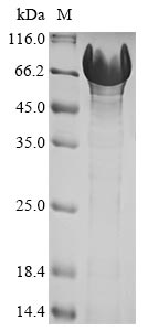 Recombinant Human Ubiquilin-1(UBQLN1)