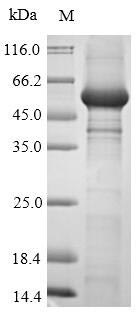 Recombinant Human Ubiquitin carboxyl-terminal hydrolase 7(USP7),partial