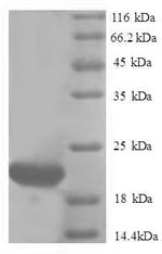 Recombinant Human Ubiquitin-like protein ISG15(Isg15)