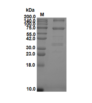 Recombinant Human Wnt3a protein(Active)