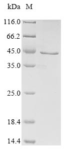 Recombinant Human herpesvirus 1 Envelope glycoprotein D(gD),partial