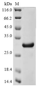 Recombinant Human herpesvirus 1 Glycoprotein C(GC),partial