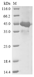 Recombinant Human herpesvirus 6A Glycoprotein 105(U96/U97/U98/U99/U100),partial