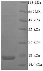 Recombinant Human immunodeficiency virus type 2 subtype A Protein Vpx(vpx)