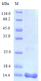 Recombinant Human interleukin-16 protein(IL16) (Active)