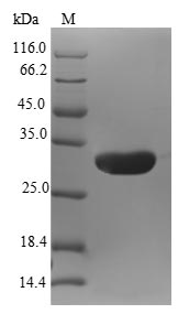 Recombinant Human natriuretic peptide B (NPPB),partial