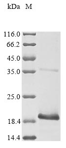 Recombinant Human papillomavirus type 6a protein E4(E4)