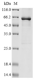 Recombinant Human parainfluenza 1 virus Nucleoprotein(N)