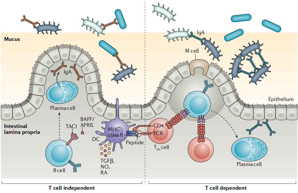 Recombinant IgA shape the intestinal microbiota