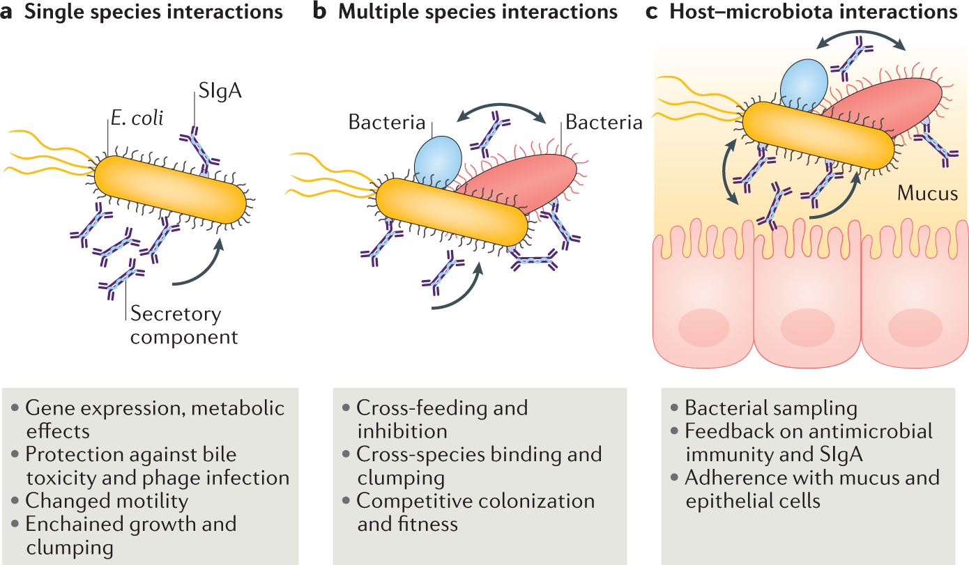 Recombinant IgA shape the intestinal microbiota