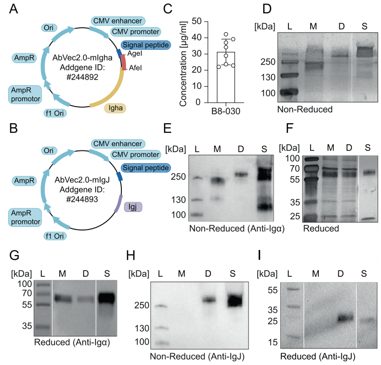 Recombinant IgA shape the intestinal microbiota