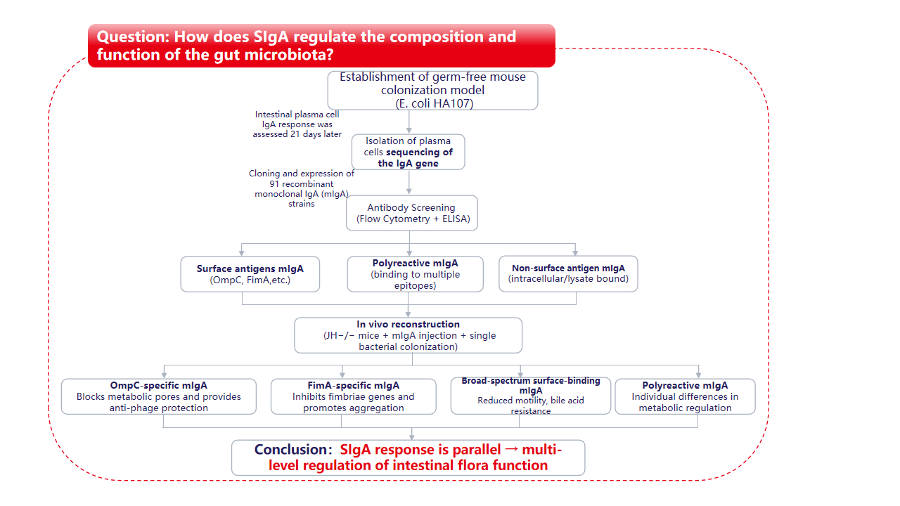 Recombinant IgA shape the intestinal microbiota