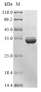 Recombinant Influenza A virus Non-structural protein 1(NS)