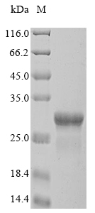 Recombinant Klebsiella pneumoniae Outer membrane protein A(ompA),partial