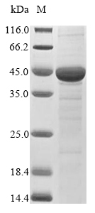 Recombinant Lentinula edodes Peroxidase(mnp2c)