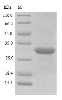 Recombinant Lolium perenne Pollen allergen Lol p 1