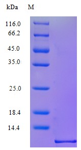 Recombinant Macaca mulatta C-X-C motif chemokine 10protein(CXCL10) (Active)
