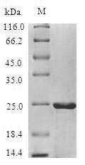 Recombinant Malus domestica Non-specific lipid-transfer protein(MALD3)
