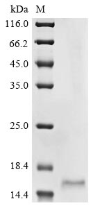 Recombinant Medicago truncatula LysM domain protein(MTR_4g091010)