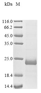 Recombinant Mesocricetus auratus Pancreatic beta cell growth factor(INGAP)