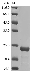 Recombinant Moraxella bovis Fimbrial protein Q(tfpQ)