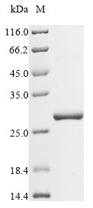 Recombinant Moringa oleifera Chitin-binding protein 3,partial