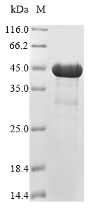 Recombinant Mouse 5-AMP-activated protein kinase subunit beta-1(Prkab1)
