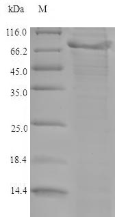 Recombinant Mouse A disintegrin and metalloproteinase with thrombospondin motifs 5(Adamts5)