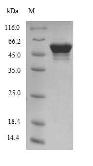 Recombinant Mouse ATP synthase subunit beta, mitochondrial(ATP5B),partial