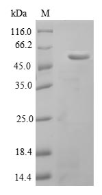 Recombinant Mouse Adipocyte enhancer-binding protein 1(Aebp1),partial