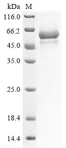Recombinant Mouse Alpha-(1,3)-fucosyltransferase 7(Fut7),partial