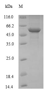 Recombinant Mouse Alpha-enolase(Eno1),partial