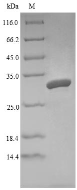 Recombinant Mouse Angiogenin-4(Ang4)