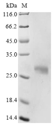 Recombinant Mouse Apolipoprotein D(Apod)