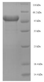 Recombinant Mouse Arginase-2, mitochondrial(Arg2)