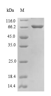 Recombinant Mouse Beclin-1(Becn1)