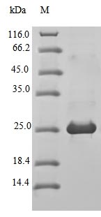 Recombinant Mouse Bloom syndrome protein homolog(Blm),partial