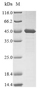 Recombinant Mouse Branched-chain-amino-acid aminotransferase, mitochondrial(Bcat2)