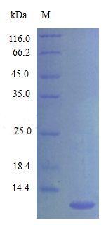 Recombinant Mouse C-C motif chemokine 20 protein(Ccl20) (Active)