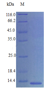 Recombinant Mouse C-C motif chemokine 21c protein(Ccl21c) (Active)