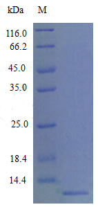 Recombinant Mouse C-C motif chemokine 22 protein(Ccl22) (Active)