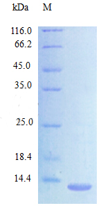 Recombinant Mouse C-C motif chemokine 24 protein(Ccl24) (Active)