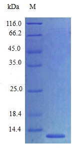 Recombinant Mouse C-C motif chemokine 27 protein(Ccl27) (Active)