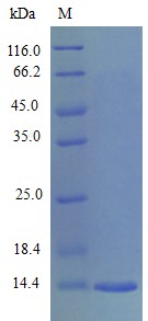 Recombinant Mouse C-C motif chemokine 28 protein(Ccl28) (Active)