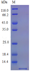 Recombinant Mouse C-C motif chemokine 5 protein(Ccl5) (Active)