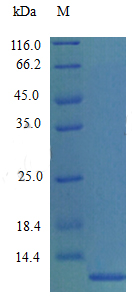 Recombinant Mouse C-C motif chemokine 7 protein(Ccl7) (Active)