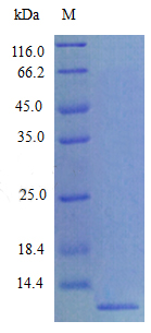 Recombinant Mouse C-C motif chemokine 8 protein(Ccl8) (Active)
